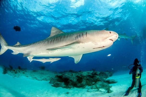 На картинке изображена тигровая акула на Тайгербич, Багамские острова. - Фото, изображение