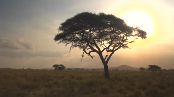 Antenne, Nahaufnahme: Fliegen und Entfernen von silhouettierten Akazienbäumen in wunderschönem goldenem Licht Sonnenuntergang in unberührter afrikanischer Savannenwildnis. Sonnenuntergang hinter dem Baldachin durchdringt üppiges Laub - Filmmaterial, Video