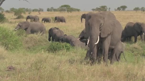 クローズ アップ: 見事な母象と再生とトランクに手を振る彼女の赤ちゃん。晴れた日にゲーム サファリパークで草原を渡ってアフリカのサバンナ草原で放牧する象の群れ - 映像、動画