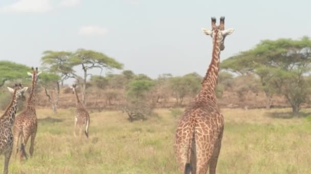 CLOSE UP: Взрослые дикие жирафы рубились в высокой траве в обширных открытых саваннах и лесах акации. Животные бродят по дикой природе в потрясающий солнечный день в Национальном парке Серенгети
 - Кадры, видео