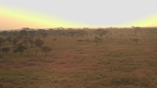 Antenna, közelről: Repülő, fent buja akác fák szétszórva végtelen rövid füves szavanna füves táj a Serengeti Nemzeti park. Látványos díszletek: arany fény hajnalban vadonban - Felvétel, videó