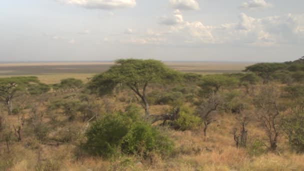 Panoramatický pohled velkolepý flatland krajiny v národní park Serengeti, Afrika. Krásné zelené akátu strom lesa na svahu kopce a nekonečné savany louky obyčejné pole s názvem veld - Záběry, video