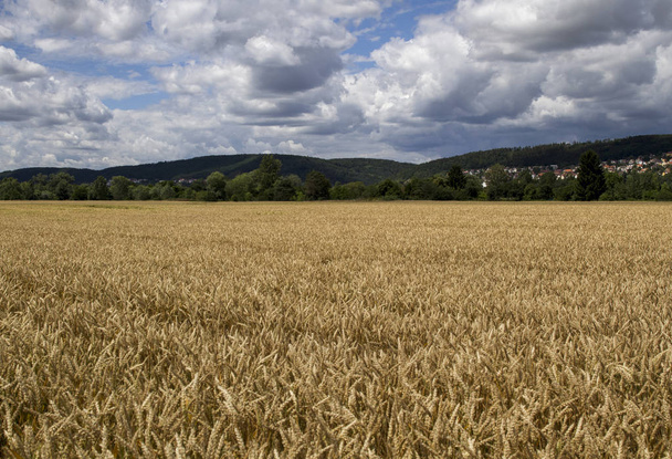 Zlaté uši pšenice nebo žita. Proti zatažené obloze. Bohatou úrodu. Bohatou úrodu.  - Fotografie, Obrázek