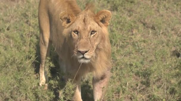クローズ アップ: 見事な若い雄ライオンの詳細、彼ふわふわファー、大きな目、美しい顔と長いひげ。草に覆われたアフリカのサバンナ草原の荒野で緑豊かな草で覆われたベッドに乳児のライオンが立って - 映像、動画