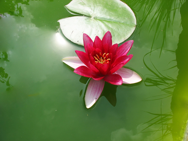 szép virágzó rózsaszín tavirózsa lotus - Fotó, kép