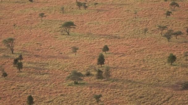 航空写真: 有名なセレンゲティの無限の平原で日当たりの良いアフリカのサバンナで美しい乾燥アカシアの木オープン森林の上を飛んでください。ゴールデンサン ライトでドラマチックな風景に影を落とす木が散在 - 映像、動画