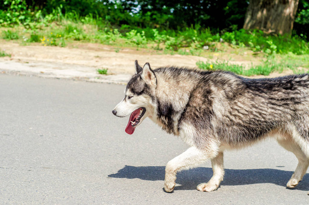 Husky koira kävelee tiellä
 - Valokuva, kuva
