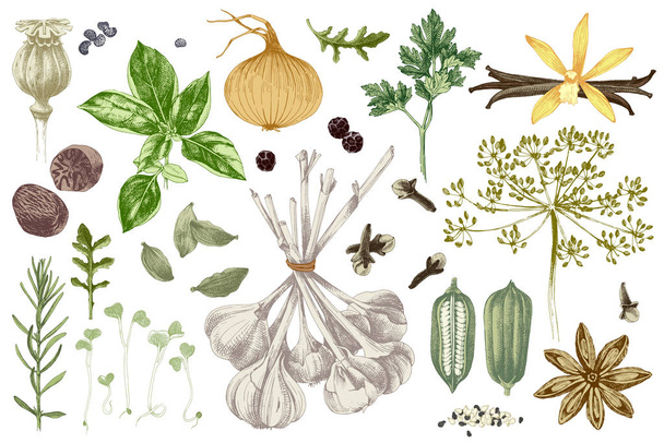 Hand drawn herbs and spices set - Vector, Imagen