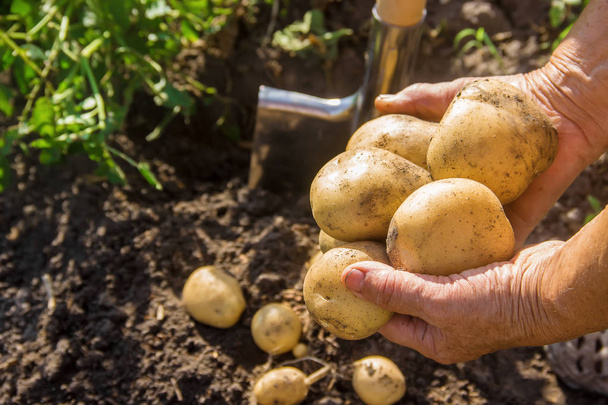 Hausgemachtes Bio-Gemüse erntet Kartoffeln. Selektiver Fokus. Natur - Foto, Bild