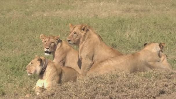 Zblízka: Rozkošný Skupina dospělých a mladí lvi leží na slunné savannah louky pole Hledat modlit. Alfa lvice v safari hru vyhradit na sobě Vhf sledovací zařízení pro sledování volně žijících živočichů - Záběry, video