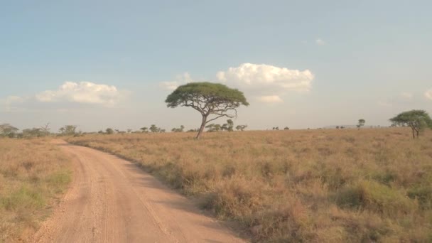 Anténa, zavřete nahoru: Letící blízko nad prašné safari silnicí procházející obrovské krátká tráva savany pole, mizí v dálce. Krásná solitérní akátu v suché otevřené savany louky - Záběry, video