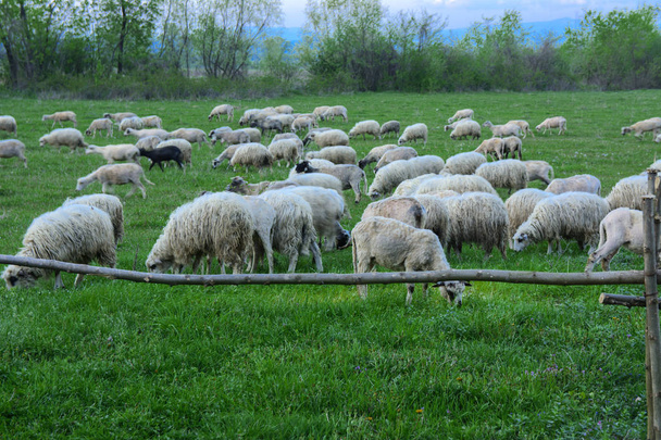 Panorama van het landschap met een kudde schapen grazen in de groene weide in de bergen. Jonge witte, blauwe en bruine schapen grazen op de boerderij. - Foto, afbeelding