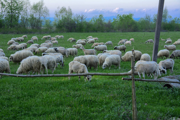 Панорама пейзажа с стадом овец, пасущихся на зеленом пастбище в горах. Молодые белые, синие и коричневые овцы пасутся на ферме
. - Фото, изображение
