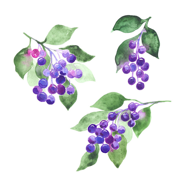 violet berries twigs set, shadberryor currant branches, botanical design element - 写真・画像