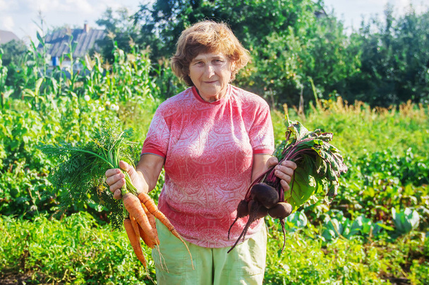 Η γιαγιά στον κήπο μαζεύει τη σοδειά. Επιλεκτική εστίαση. φύση. - Φωτογραφία, εικόνα