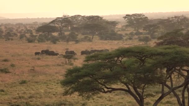 航空写真: 霧黄金光日の出サバンナ草原を通る線で聞いたウォーキング赤ちゃん象と野生のゾウ家族の上を飛んでください。緑豊かなアカシアの木のバック グラウンドでウッドランド - 映像、動画