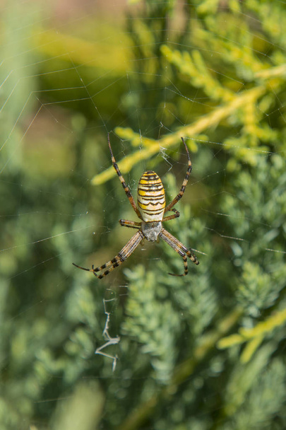 Μια μεγάλη αράχνη με κίτρινες ρίγες σε ένα ιστός αράχνης στον κήπο. Αράχνη αράχνη Κήπος lat. κάθετη φωτογραφία. - Φωτογραφία, εικόνα