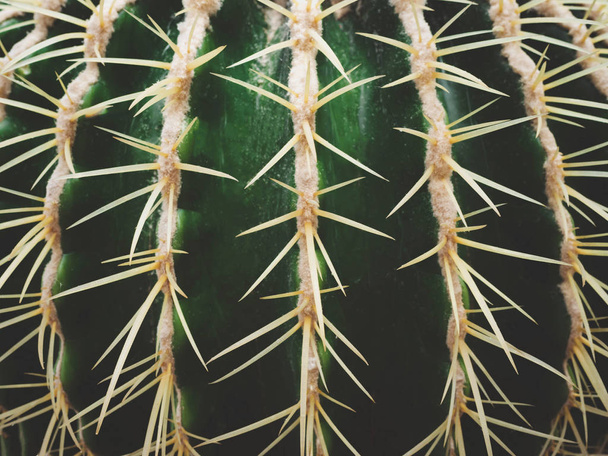 Prickly cactus succulents in a botanical garden or desert. Macro view, - Фото, изображение