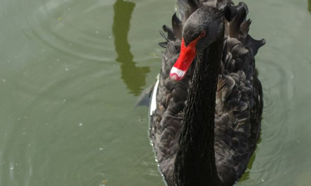 A graceful black swan floats in a lake with muddy water .. A bright bird with a beautiful red beak close-up on a blurred background. Shallow depth of field. - Foto, Imagen