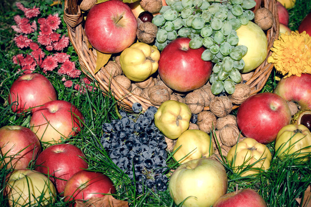 Fruits d'automne bio, de saison dans un panier en osier sur herbe
 - Photo, image