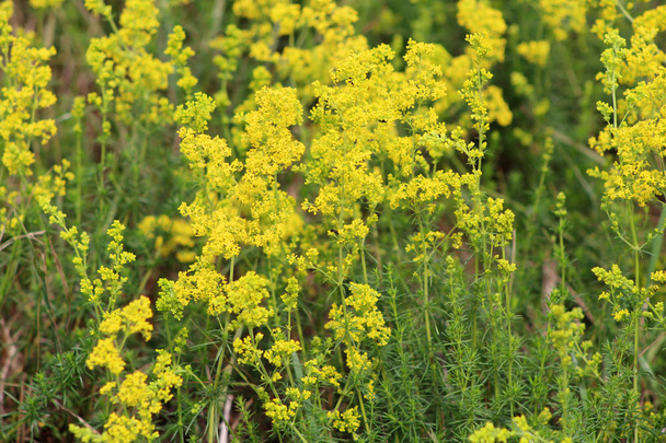 Flowering meadow, Galium verum, lady's bedstraw or yellow bedstraw. Galum verum is a herbaceous perennial plant,healthy plant. - Photo, Image