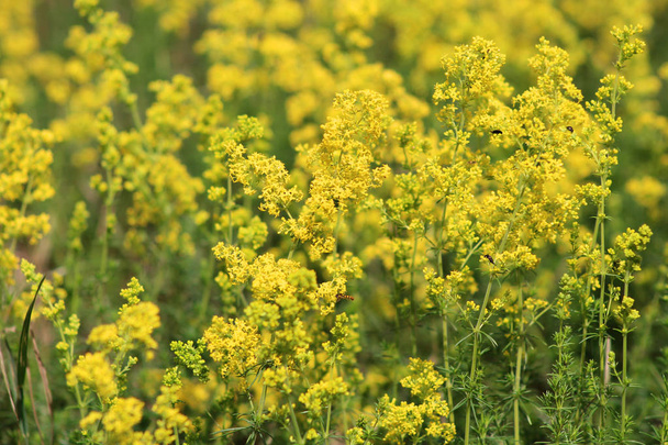 Flowering meadow, Galium verum, lady's bedstraw or yellow bedstraw. Galum verum is a herbaceous perennial plant,healthy plant. - Photo, Image