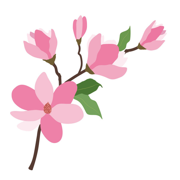 Természet rózsaszín virágos magnolia, vektor botanikus kert virágos-leveles növény. - Vektor, kép
