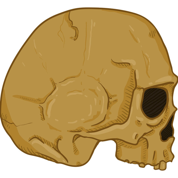 Side View of Old Brown Human Skull on white background - Vector, Image