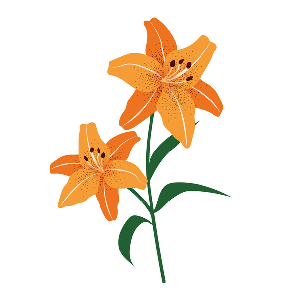 Natuur bloem oranje tiger lily, vector Plantentuin floral blad plant. - Vector, afbeelding
