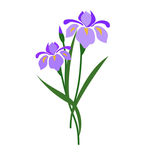 Φύση μωβ λουλούδι Ίρις, διάνυσμα Βοτανικός Κήπος floral φύλλο φυτού. - Διάνυσμα, εικόνα