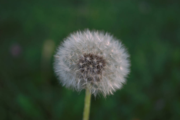 Closeup of a white dandelion - Foto, Bild