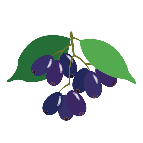 Healthy organic jambolan plum, colorful tropical nature fresh fruit objects. - Vector, Image