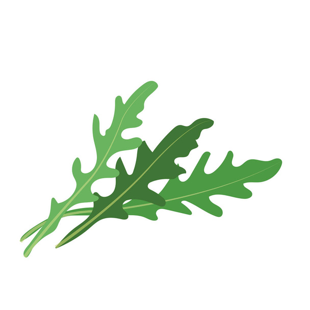 Nature organic vegetable Arugula Ruccola leaf, healthy vector colorful food vegetable spice ingredient. - Vector, Image