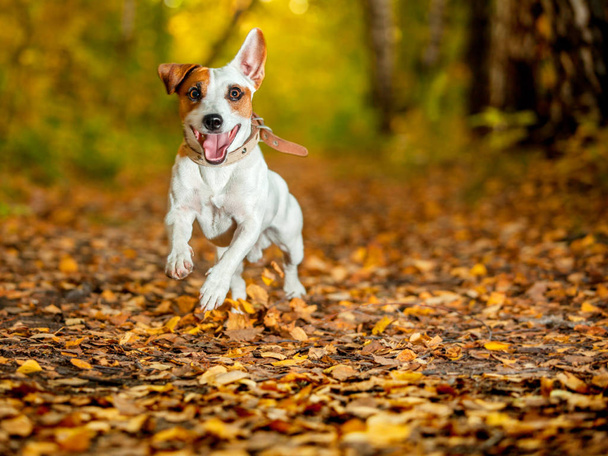Running dog at autumn. Jumping fun and happy pet walking outdoors. - Foto, afbeelding