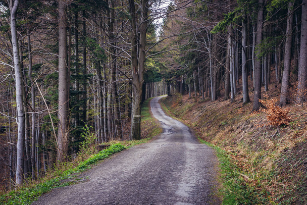 Forest road in tourist district Beskids - Moravian Wallachia near Vsetin town, Czech Republic - Photo, Image