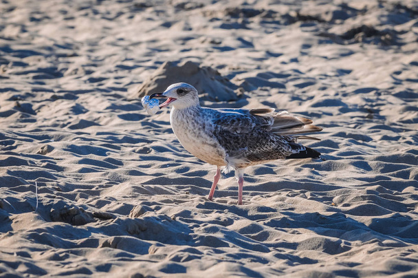 Mewa próbuje zjeść srebrnej folii na plaży w Świnoujściu nad Morzem Bałtyckim w Polsce - Zdjęcie, obraz