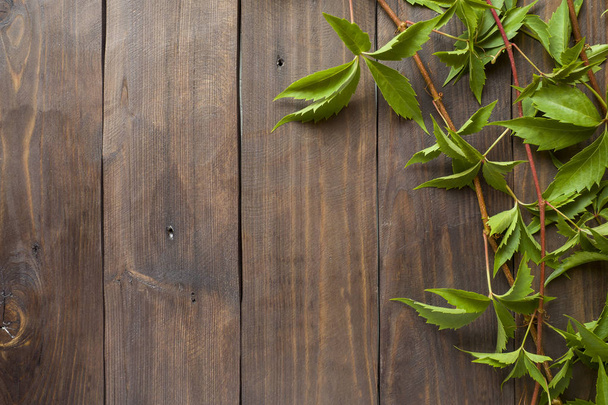 Зеленый виноградный плющ крупным планом на фоне деревянной поверхности с копировальным пространством
. - Фото, изображение