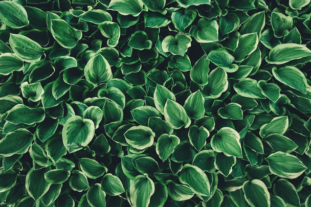 Hintergrund mit grünen Hosta Blättern. Vollbild. Blick von oben. - Foto, Bild