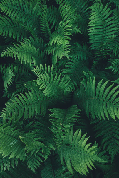 Background with dark green ferns. - Photo, Image