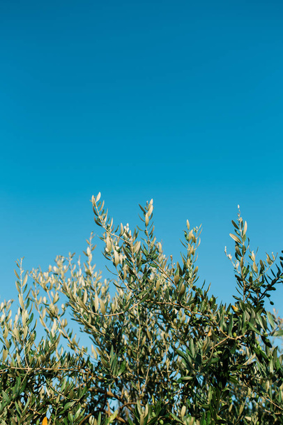Olive tree branches with clear blue sky in the background - Foto, Bild