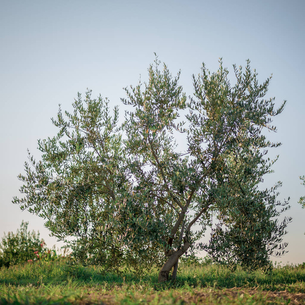 Olive tree in the olive garden in Mediterranean - Fotó, kép