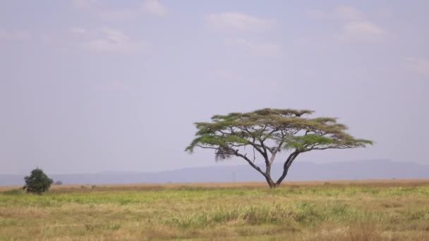 Antenne: malerische afrikanische Landschaft und Solitärakazienbaum, der majestätisch auf einem großen offenen Feld inmitten endlosen Savannengraslandes steht. schöner sonniger Tag in atemberaubender Serengeti-Ebene - Filmmaterial, Video
