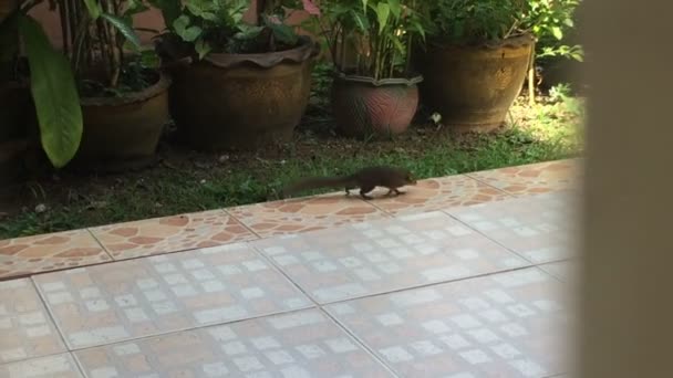 Écureuil rester vigilant tout en rentrant à la maison et capturé
 - Séquence, vidéo