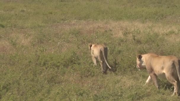 Close-up: Mooie gevaarlijke jonge vrouwelijke lionesses lopen op uitgestrekte vlakte veld in de Afrikaanse savanne grasland in zonnige wildernis. Machtige wilde katten patrouilleren langzaam over eindeloze veld flatlands - Video