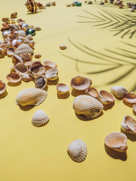 Vacaciones, vacaciones playa tropical desde arriba hojas de palmera. conchas marinas. Estilo Top View Group Objetos
 - Foto, imagen