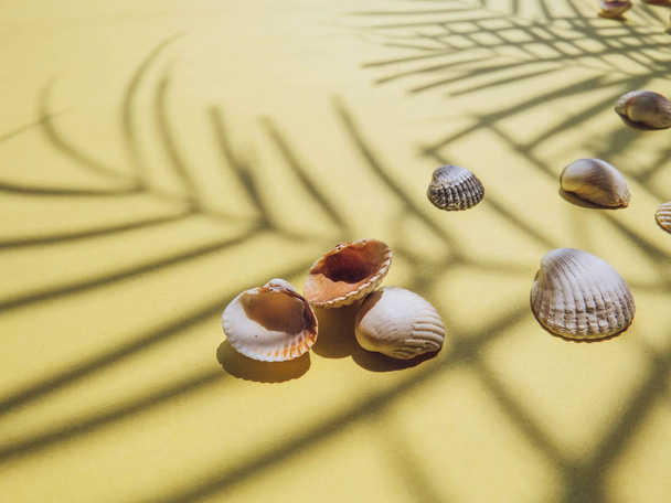 Vacaciones, vacaciones playa tropical desde arriba hojas de palmera. conchas marinas. Estilo Top View Group Objetos
 - Foto, imagen