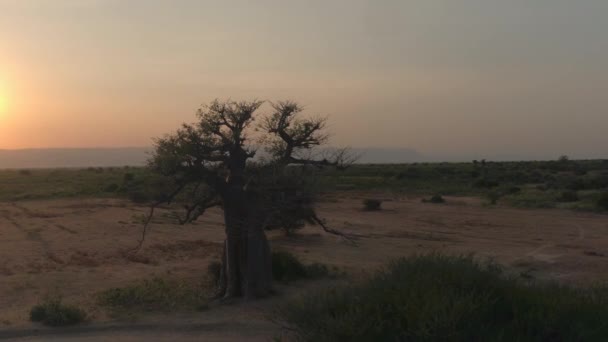 Letecká zblízka: létající kolem nádherný velký starý baobab strom na vyprahlých pláních africké savany v krásném národním parku Tarangire. Malebná krajina s horami v pozadí zlatý západ slunce - Záběry, video