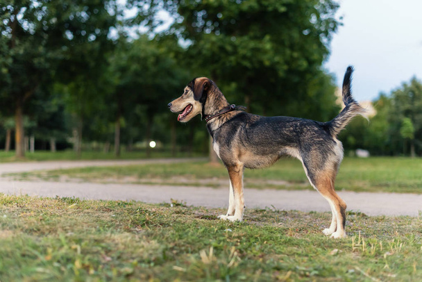 Breed dog breeds Husky and English spaniel - Photo, Image