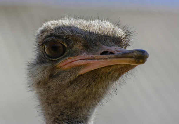 The head of an ostrich close-up on a blurred background. Red beak, surprised big eyes and tousled bristles. Shallow depth of field. - Фото, изображение