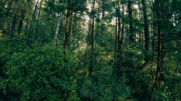 Tmavě zelená smíšený les. Pohyb kamery mezi stromy - Záběry, video